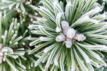 Winter plant with frost close up