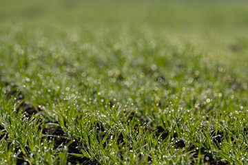 Selective  focus  blurred dew dops on green pasture, young seedling (cereal plants) field and colourful natural morning sunlight bokeh. Background and texture with light and shadow.