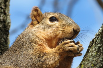 Fox Squirrel