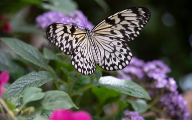 Butterfly in garden