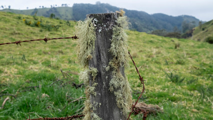 Barbed wire and pole with moss