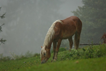 Haflinger im Regen in den Bergen