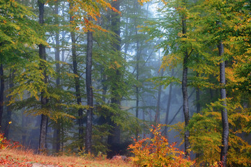 forest scenery on a hazy autumn day. trees in colorful foliage. mysterious atmosphere. 