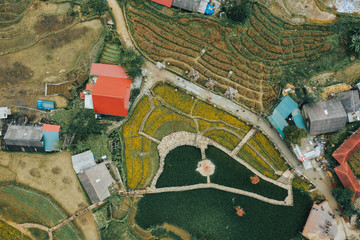 Aerial birdseye view of fields full of beautiful flowers where tourists come to take photos in Cat Cat, near Sapa, North Vietnam