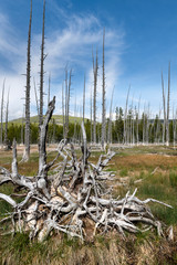 Dead Trees in Yellowstone National Park