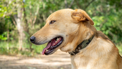 Portrait stray dog outdoors