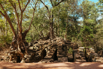 Fototapeta na wymiar Trees grow through stones in Angkor Wat Temple in Cambodia