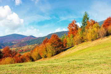 beautiful countryside of carpathian mountain. sunny weather with fluffy clouds on the sky. amazing vivid nature scenery with trees in colorful foliage on rolling hills of rural area