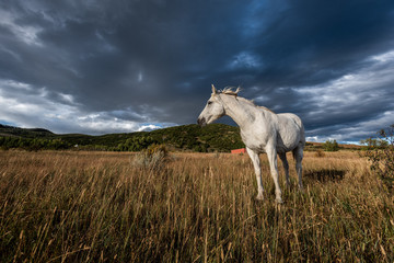 Horse in a Meadow