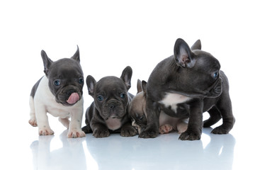 Four adorable French bulldog puppies looking around and sleeping