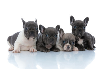 Four cheerful French bulldog puppies curiously looking away