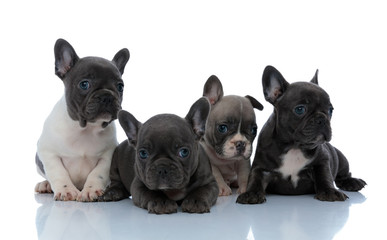 Four curious French bulldog cubs looking away focused