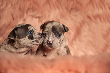 one American bully dog kissing another on the cheek
