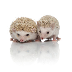 couple of two african hedgehogs standing side by side