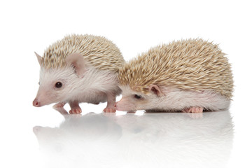 couple of two african hedgehogs searching together