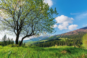 Fototapeta na wymiar tree on the grassy meadow in mountains. beautiful warm sunny day. wonderful springtime landscape. village on the distant hill. ridge with snow capped top. blue sky with fleecy clouds