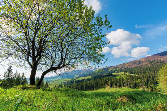 tree on the grassy meadow in mountains. beautiful warm sunny day. wonderful springtime landscape. village on the distant hill. ridge with snow capped top. blue sky with fleecy clouds