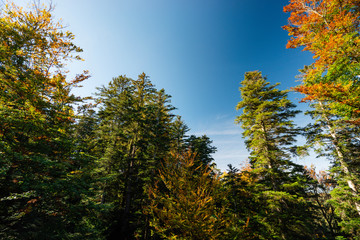 Obraz premium Black Forest trees in autumn