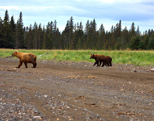 Brown Bear taking her two cubs down to the beach to dig for clams at low tide