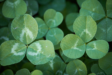 Natural background close-up of clover leaves, selective focus