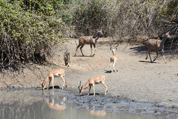Naklejka na ściany i meble Impala in the pan in Mana Pools National Park, Zimbabwe
