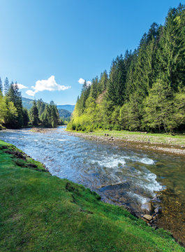 rapid mountain river in spruce forest. wonderful sunny morning in springtime. grassy river bank and rocks on the shore. waves above boulders in the water. white fluffy cloud on the blue sky