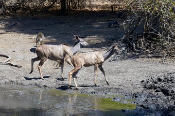 Obraz na płótnie Canvas Kudu in Mana Pools National Park, Zimbabwe