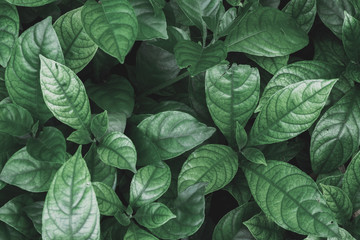 tropical leaves in nature,Dark moody green ,foliage natural background