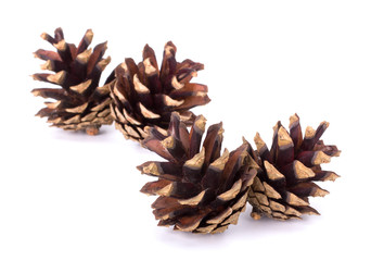 Pine cones isolated on white background closeup