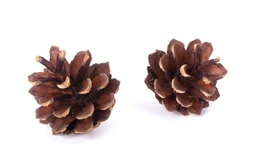 Pine cones isolated on white background closeup