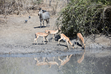 Fototapeta na wymiar Impala in the pan in Mana Pools National Park, Zimbabwe