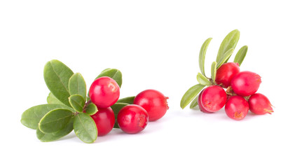 Fresh red berry: hand-picked forest Cowberry isolated on white background