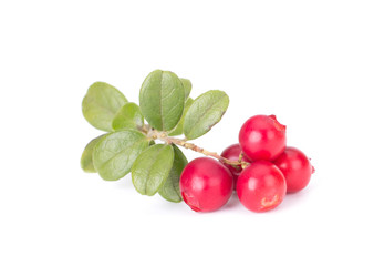Fresh red berry: hand-picked forest Cowberry isolated on white background