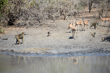 Impala in the pan in Mana Pools National Park, Zimbabwe