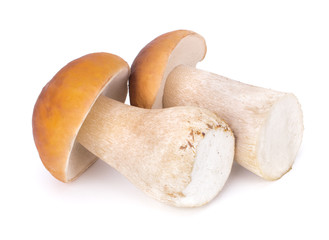 Big Boletus Edulis Mushroom isolated on white background close up