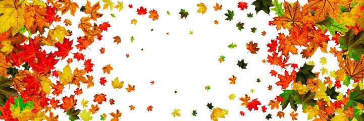 Fototapeta na wymiar Autumn leaves white background. Falling November pattern. Thanksgiving season concept