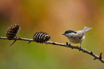 Marsh Tit resting on a branch