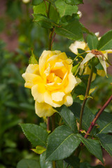 Yellow wild rose