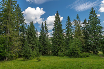 Fototapeta na wymiar Tatra National Park. Poland