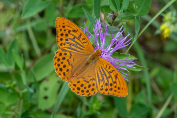 Silver-washed fritillary (Argynnis paphia)