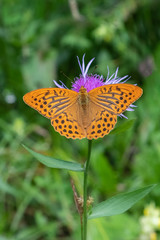 Silver-washed fritillary (Argynnis paphia)