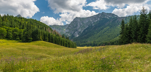 Little Meadow Valley (Dolina Małej Łąki) in Tatra Mountains. - obrazy, fototapety, plakaty