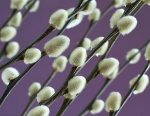 Expanded buds on pussy willow against lilac background
