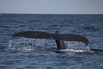 ザトウクジラの尻尾　潜水前の行動　3月の沖縄で撮影　The tale of a Humpback Whale diving, Okinawa, Japan
