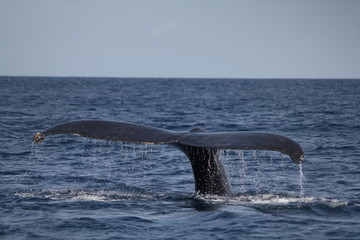 Fototapeta premium ザトウクジラの尻尾 潜水前の行動 3月の沖縄で撮影 The tale of a Humpback Whale diving, Okinawa, Japan