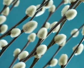 Expanded buds on pussy willow against cyan background