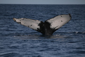ザトウクジラの尻尾　潜水前の行動　3月の沖縄で撮影　The tale of a Humpback Whale diving, Okinawa, Japan