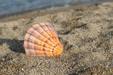 Big orange sea shell on sea shore