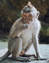 Observe the monkeys in their natural habitat