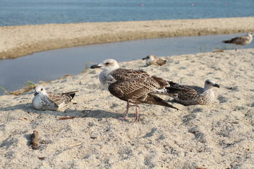 Gulls Mediterranean (Larus melanocephalus) on sea shore